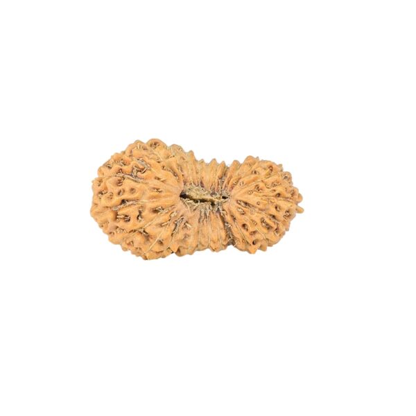 25 Mukhi Rudraksha 20mm 0.88gm - Rudraksha