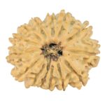 14 Mukhi Rudraksha 24.1mm 2.85gm - Rudraksha