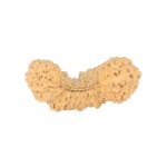 41 Mukhi Rudraksha 29.1mm 2.15gm - Rudraksha