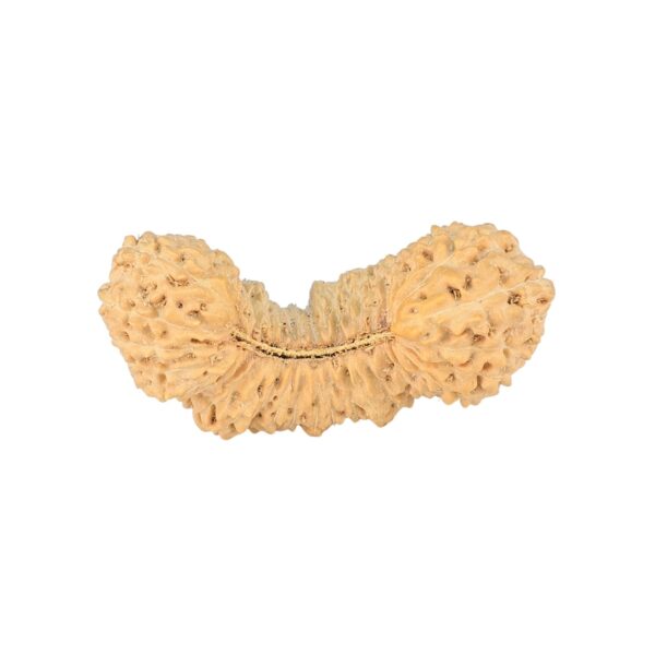 41 Mukhi Rudraksha 29.1mm 2.15gm - Rudraksha