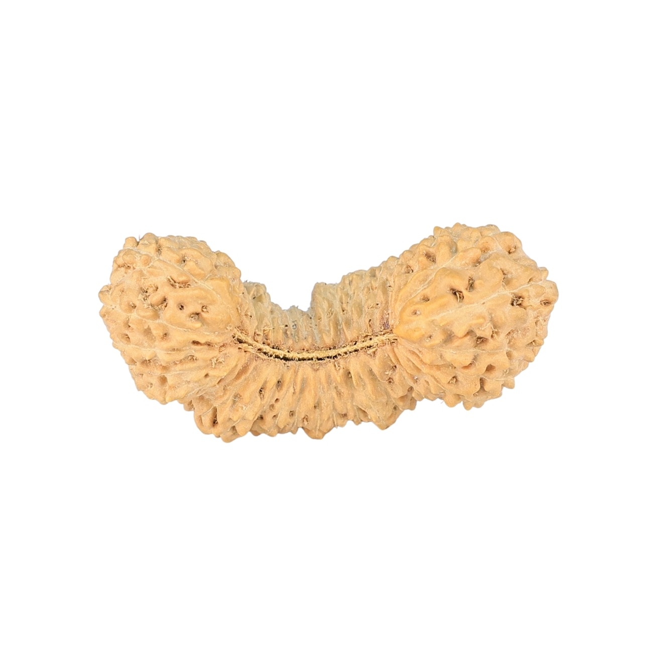 41 Mukhi Rudraksha 29.1mm 2.15gm - Rudraksha
