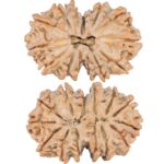 14 Mk Gaurishankar 35.2mm 7.29gm - Rudraksha