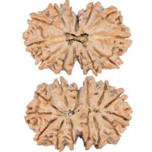 14 Mk Gaurishankar 35.2mm 7.29gm - Rudraksha