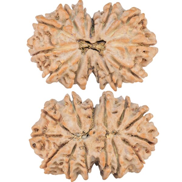 14 Mk Gaurishankar 35.2mm 7.29gm - Rudraksha