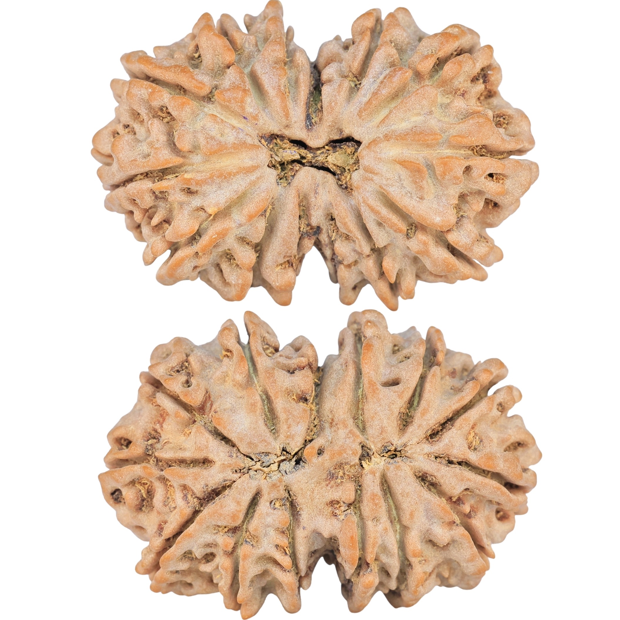 14 Mk Gaurishankar 35.2mm 7.29gm - Rudraksha