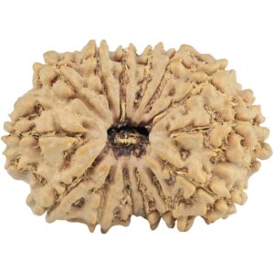 14 Mukhi Rudraksha 27.7mm 4.6gm - Rudraksha