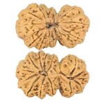 14 Mk Gaurishankar 38.6mm 7.72gm - Rudraksha