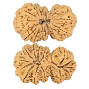 14 Mk Gaurishankar 38.6mm 7.72gm - Rudraksha