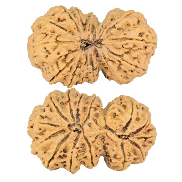 14 Mk Gaurishankar 38.6mm 7.72gm - Rudraksha