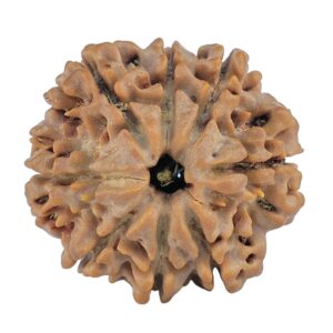 8 Mukhi Rudraksha 27.2mm 6.37gm - Rudraksha