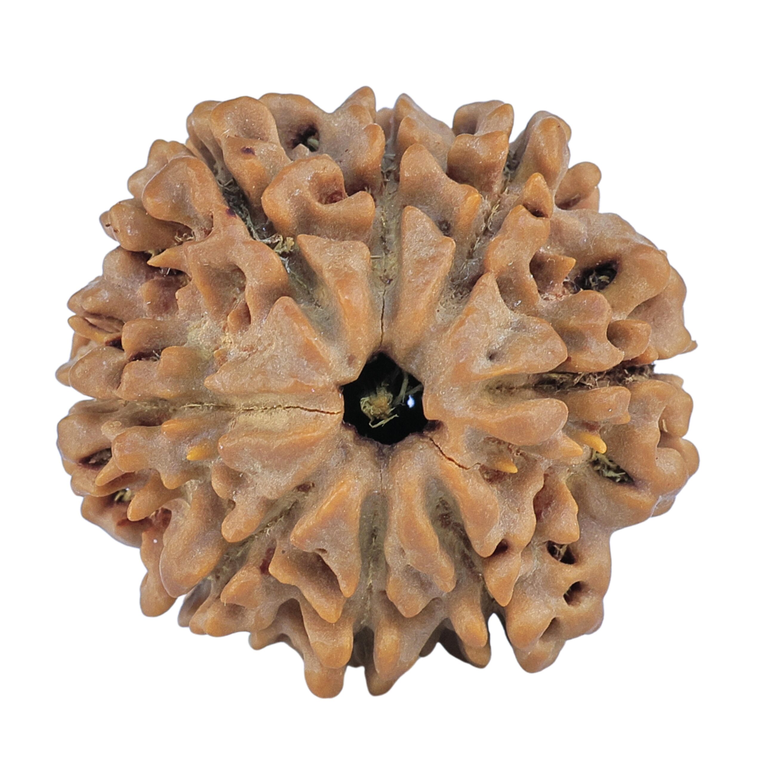 8 Mukhi Rudraksha 27.2mm 6.37gm - Rudraksha