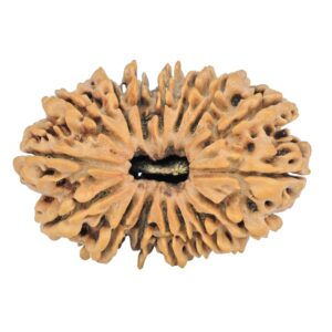 16 Mukhi Rudraksha 38.4mm 8.13gm - Rudraksha