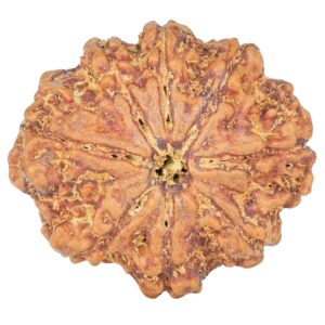 8 Mukhi Rudraksha 27.2mm 5.28gm - Rudraksha