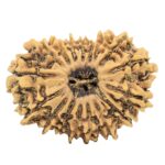 17 Mukhi Rudraksha 29.1mm 3.63gm - Origin: Nepal - Rudraksha