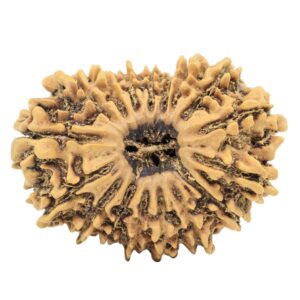 17 Mukhi Rudraksha 29.1mm 3.63gm - Origin: Nepal - Rudraksha