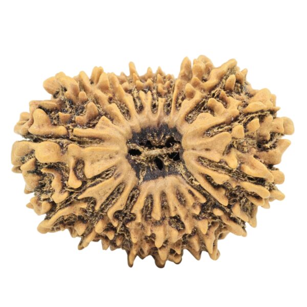 17 Mukhi Rudraksha 29.1mm 3.63gm - Origin: Nepal - Rudraksha