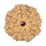 8 Mukhi Rudraksha 20.6mm 2.56gm - Rudraksha