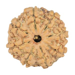 8 Mukhi Rudraksha 20.6mm 2.56gm - Rudraksha