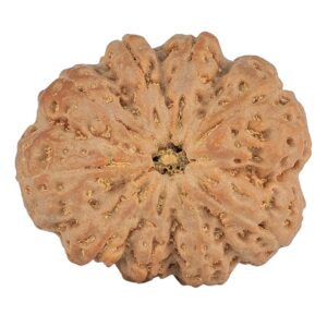 9 Mukhi Rudraksha 32.9mm 10.2gm - Origin: Nepal - Rudraksha