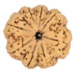 8 Mukhi Rudraksha 33mm 8gm - Rudraksha