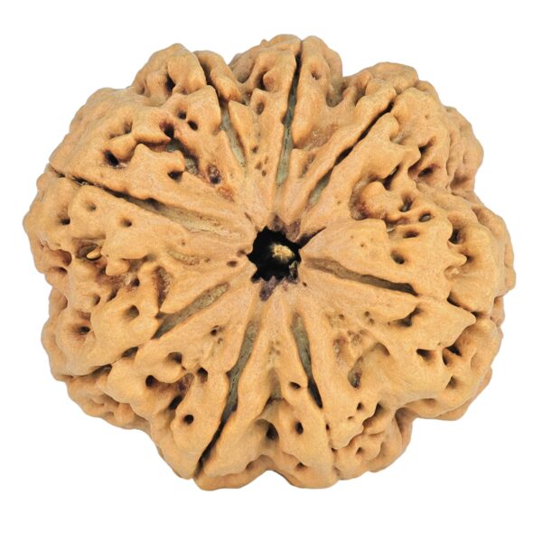 8 Mukhi Rudraksha 33mm 8gm - Rudraksha