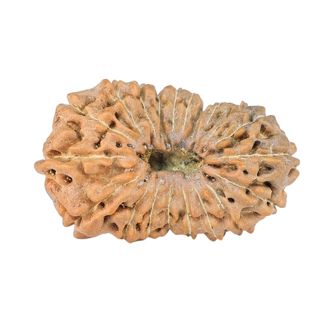 20 Mukhi Rudraksha 22.4mm 1.46gm - Rudraksha