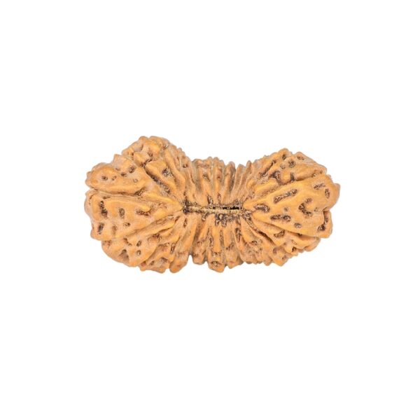 24 Mukhi Rudraksha 23.8mm 1.6gm - Rudraksha