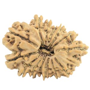 16 Mukhi Rudraksha 27.6mm 3.41gm - Rudraksha
