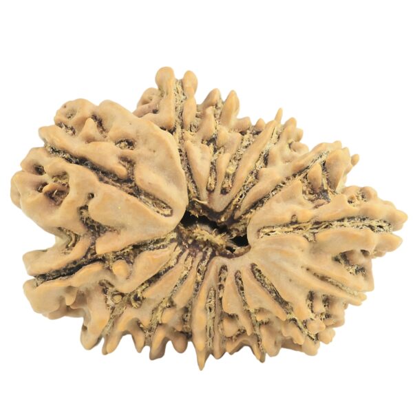 16 Mukhi Rudraksha 27.6mm 3.41gm - Rudraksha