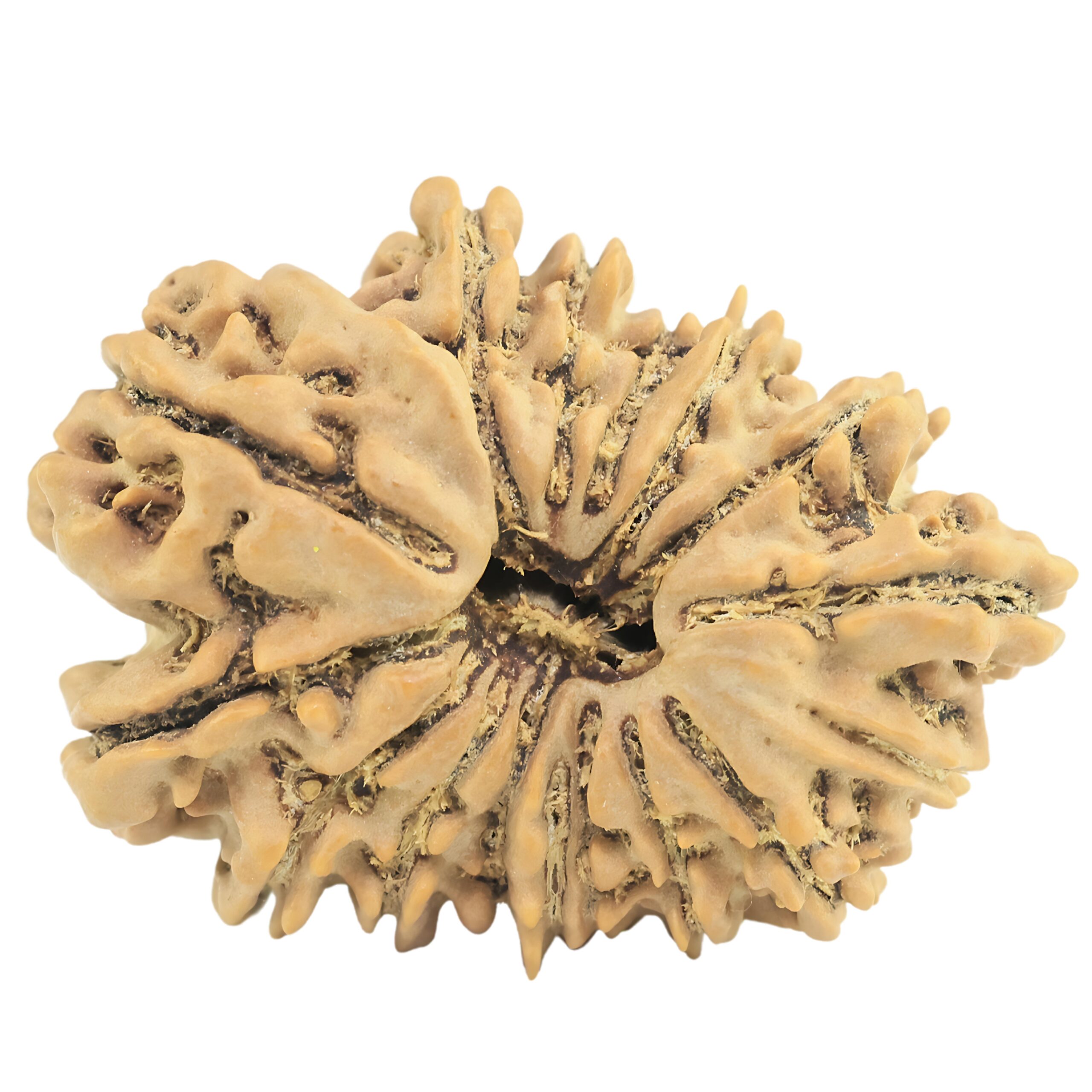 16 Mukhi Rudraksha 27.6mm 3.41gm - Rudraksha