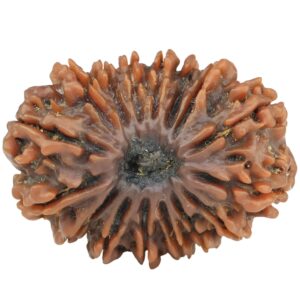 16 Mukhi Rudraksha 30.1mm 5.85gm - Rudraksha