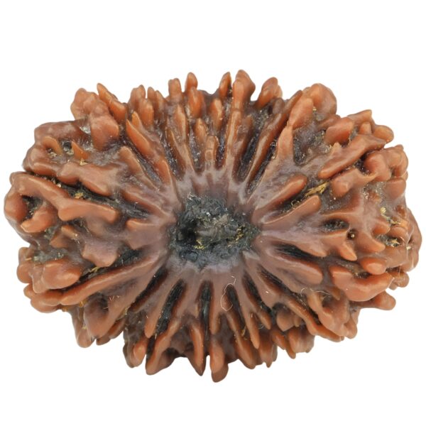 16 Mukhi Rudraksha 30.1mm 5.85gm - Rudraksha