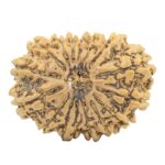 16 Mukhi Rudraksha 31.6mm 5.48gm - Rudraksha