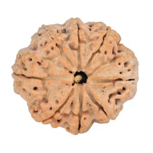 8 Mukhi Rudraksha 28.8mm 6.36gm - Rudraksha