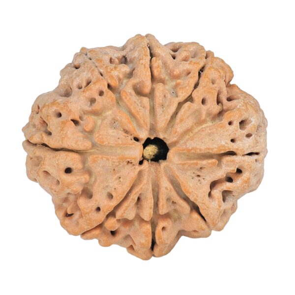 8 Mukhi Rudraksha 28.8mm 6.36gm - Rudraksha