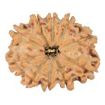 10 Mukhi Rudraksha 25.8mm 3.66gm - Rudraksha