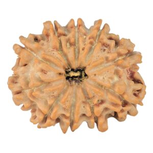 10 Mukhi Rudraksha 25.8mm 3.66gm - Rudraksha