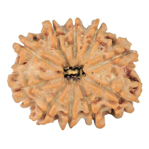 10 Mukhi Rudraksha 25.8mm 3.66gm - Rudraksha