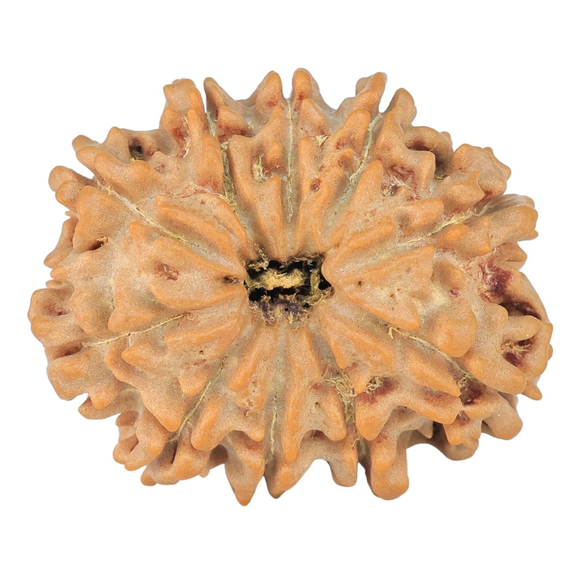 10 Mukhi Rudraksha 25.8mm 3.66gm - Rudraksha