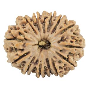 14 Mukhi Rudraksha 29.1mm 5.67gm - Rudraksha