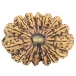 15 Mukhi Rudraksha 33.9mm 5.19gm - Rudraksha
