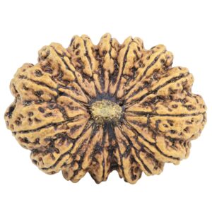 15 Mukhi Rudraksha 33.9mm 5.19gm - Rudraksha