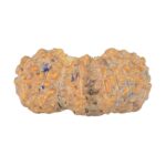 19 Mukhi Trijuti 14.9mm 0.37gm - Rudraksha