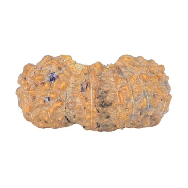 19 Mukhi Trijuti 14.9mm 0.37gm - Rudraksha
