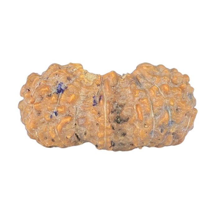 19 Mukhi Trijuti 14.9mm 0.37gm - Rudraksha