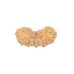 27 Mukhi Rudraksha 23.4mm 1.48gm - Rudraksha