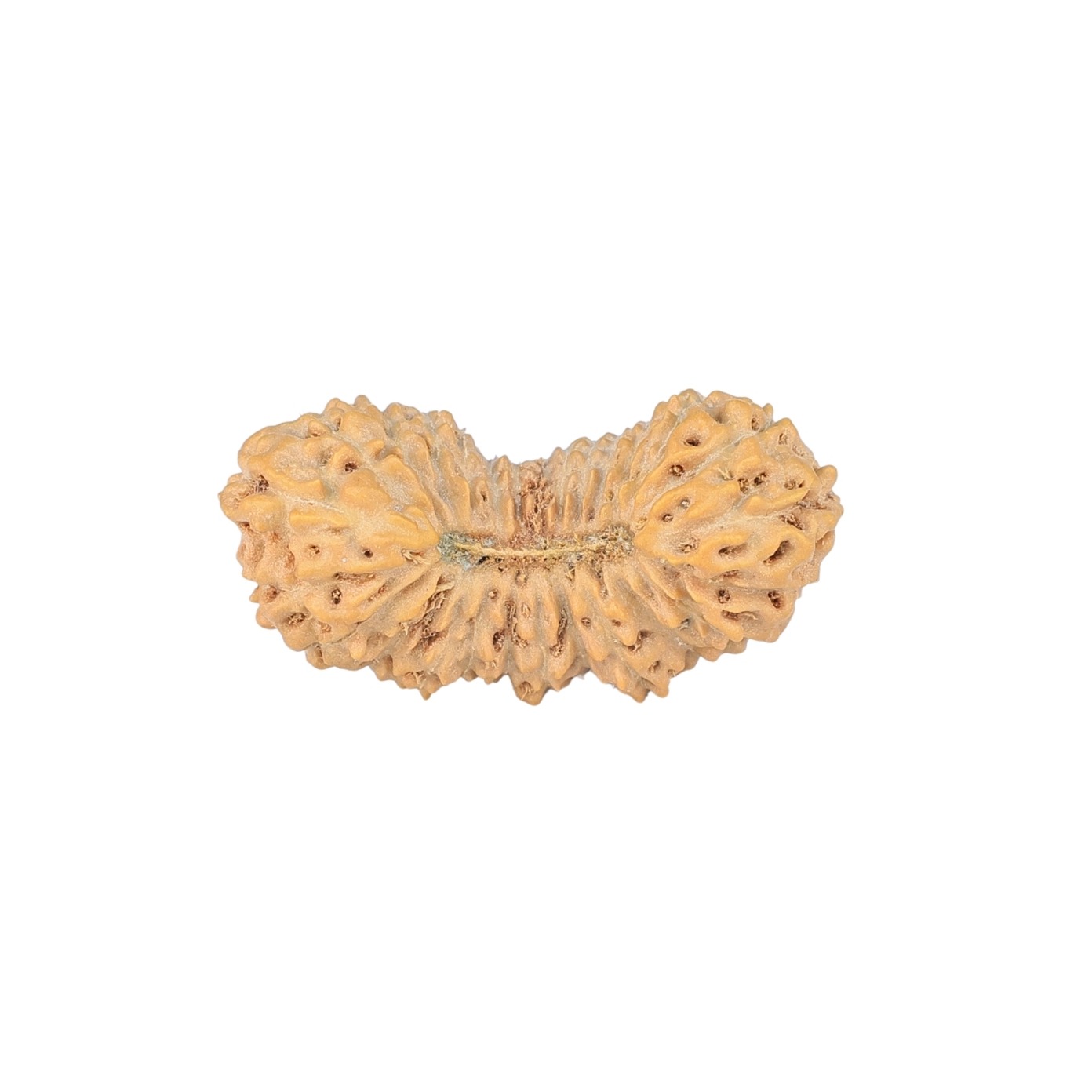 27 Mukhi Rudraksha 23.4mm 1.48gm - Rudraksha