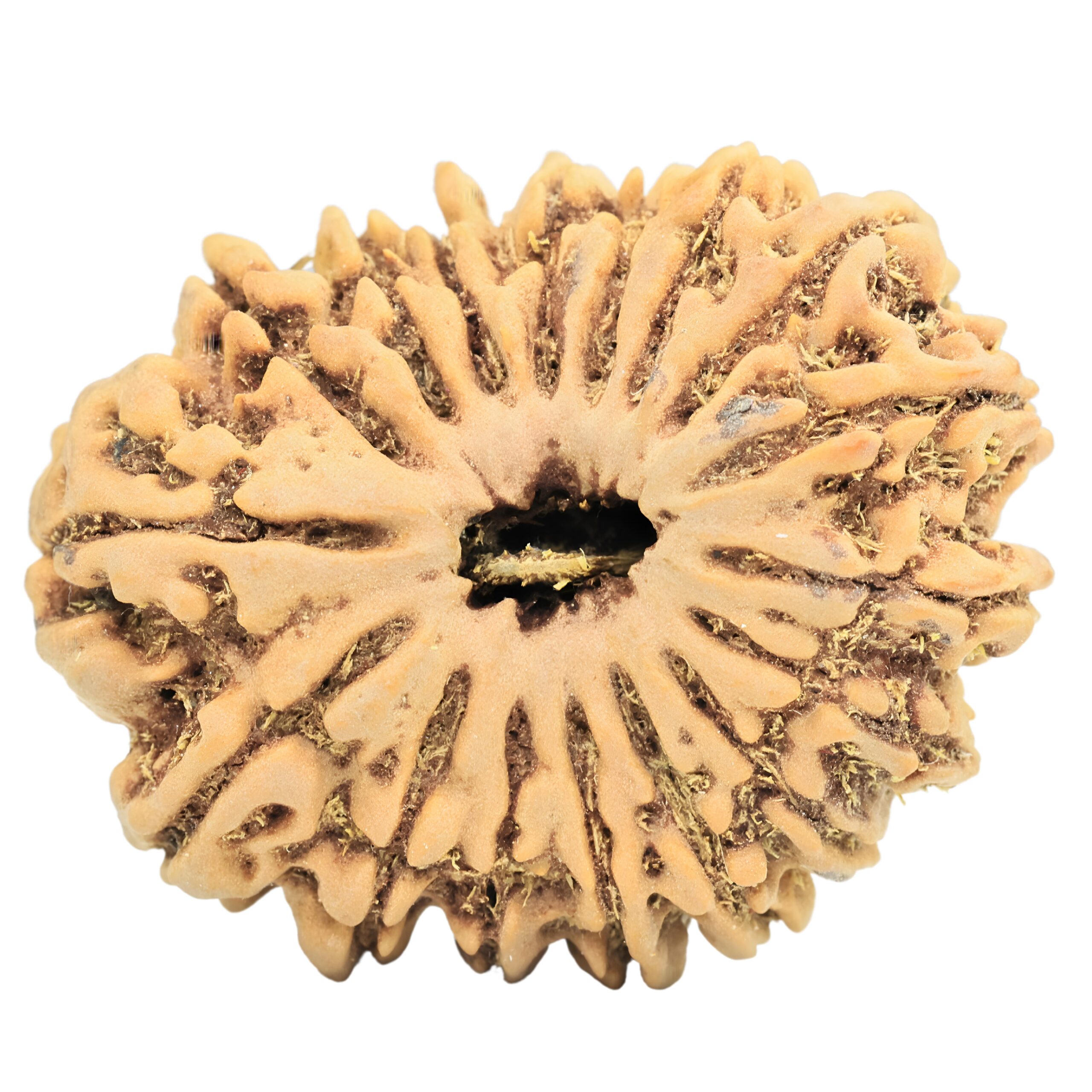 17 Mukhi Rudraksha 33.1mm 7.22gm - Rudraksha