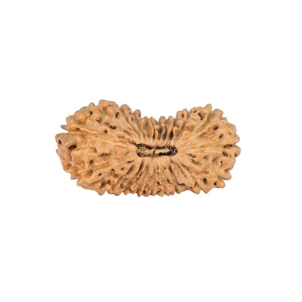 21 Mukhi Rudraksha 23.3mm 1.33gm - Rudraksha