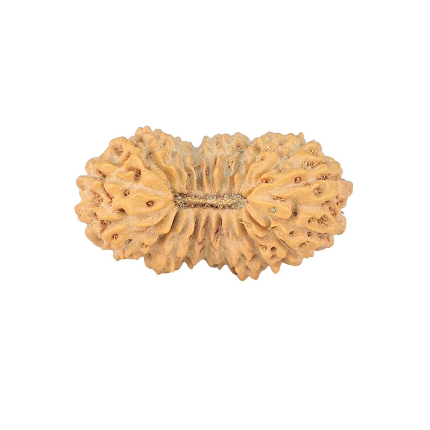 22 Mukhi Rudraksha 24.5mm 2.22gm - Rudraksha